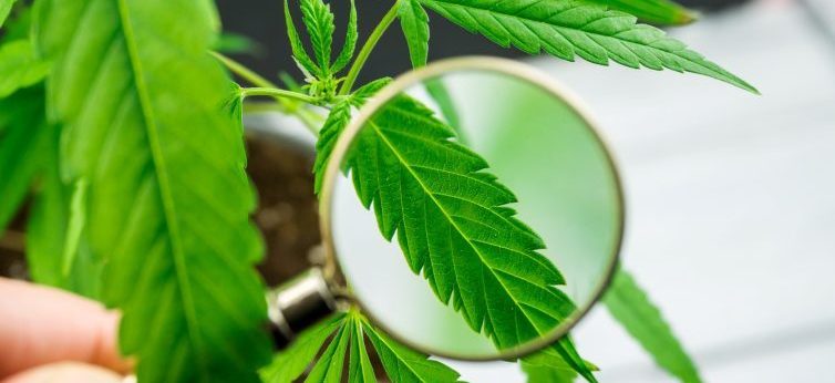Cannabia_08 Cannabia_08